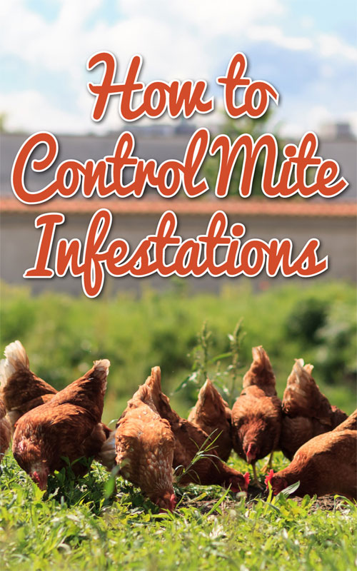 Chicken Mites & Northern Fowl Mites Controlling Infestations
